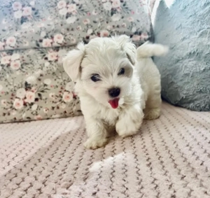 Vand bichon miny toy 6 saptamani