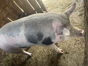 Vand porc 180-200kg - imagine 4