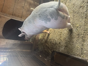 Vand porc 180-200kg - imagine 3