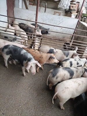 vand grasuni - imagine 2