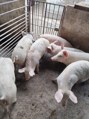 vand grasuni - imagine 4