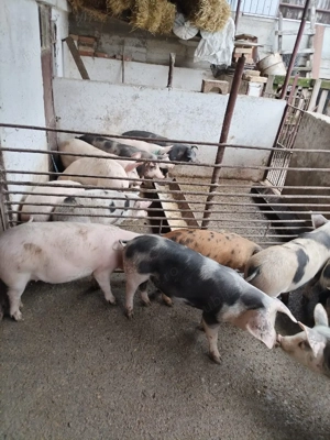 vand grasuni - imagine 5