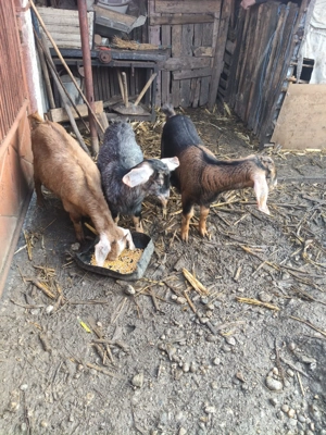 Vând capre din rasa anglolubiana 