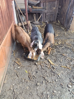 Vând capre din rasa anglolubiana  - imagine 3