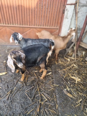 Vând capre din rasa anglolubiana  - imagine 2