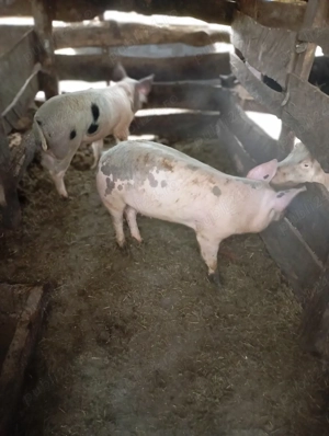 porci de vânzare  - imagine 3