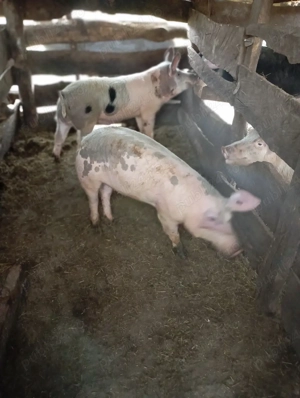 porci de vânzare  - imagine 2