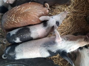 purcei și șoldani disponibili  - imagine 3