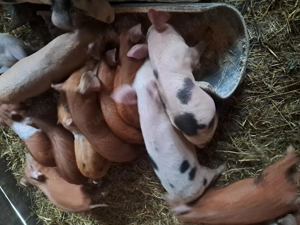 purcei și șoldani disponibili  - imagine 2