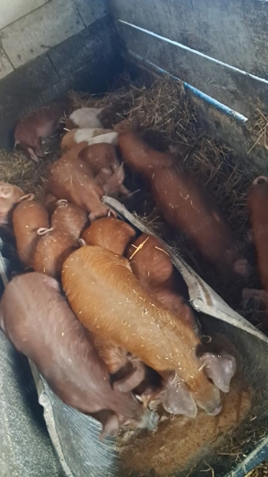 purcei și șoldani disponibili 