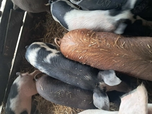 purcei și șoldani disponibili  - imagine 4