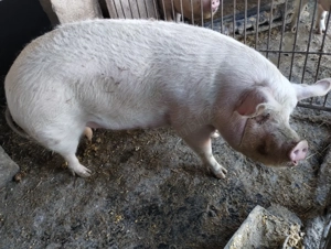 Vând porci - imagine 2