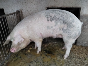 Vând porci - imagine 3