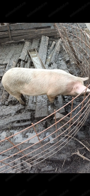 Vând soldana  detali în privat - imagine 2