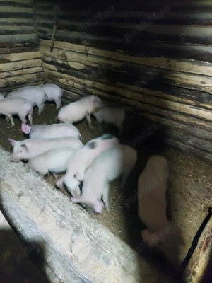 purcei de vânzare  - imagine 4