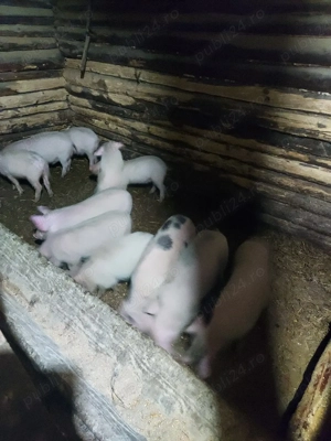 purcei de vânzare  - imagine 3