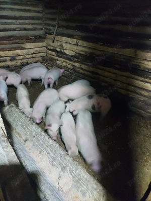 purcei de vânzare  - imagine 2