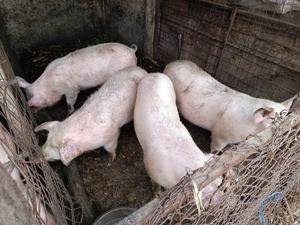 Vând purcei crescuți natural 100% BIO 