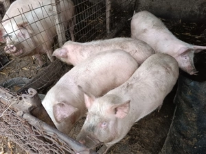 Vând purcei crescuți natural 100% BIO  - imagine 3