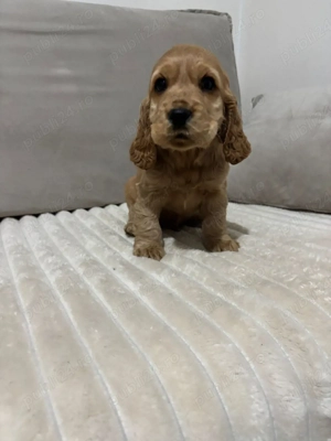 Cocker spaniol puiuti  - imagine 4