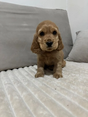 Cocker spaniol puiuti  - imagine 2