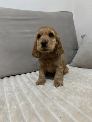 Cocker spaniol puiuti  - imagine 5