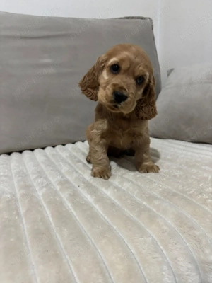 Cocker spaniol puiuti  - imagine 3