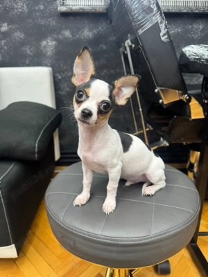 vând Chihuahua Mini Toy  - imagine 5