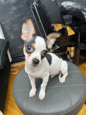 vând Chihuahua Mini Toy  - imagine 2