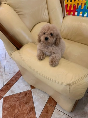 maltipoo