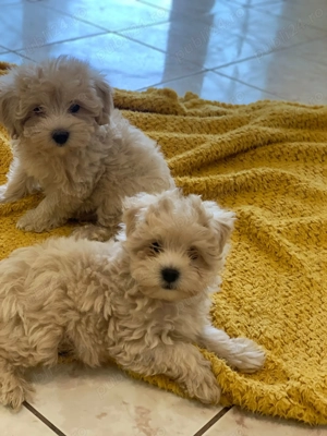 maltipoo - imagine 2