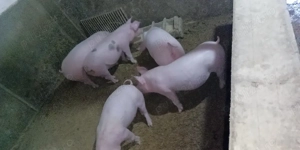  Vând purcei crescuți în gospodărie proprie, hrăniți natural.  - imagine 2