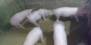  Vând purcei crescuți în gospodărie proprie, hrăniți natural. 