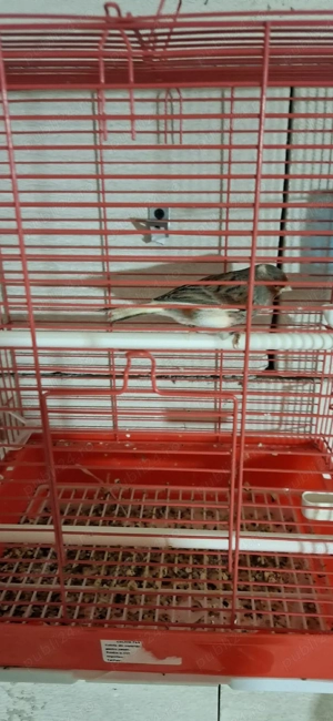 canari diferite rase  - imagine 4