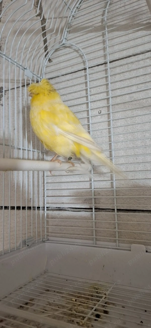 canari diferite rase  - imagine 2