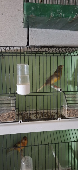 canari diferite rase  - imagine 5