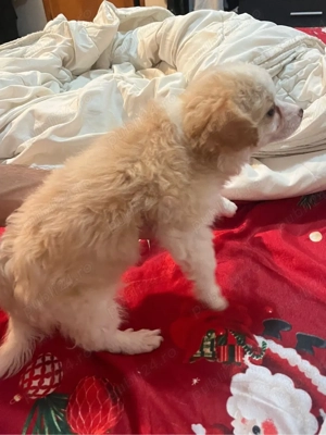 catelusa bichon fri e - imagine 2