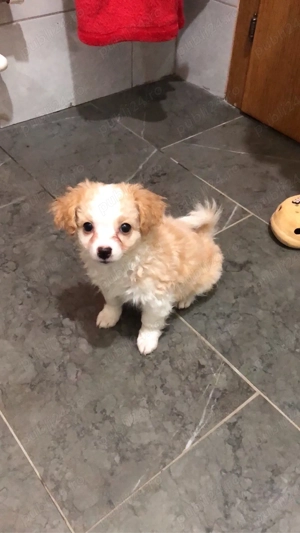 catelusa bichon fri e - imagine 3