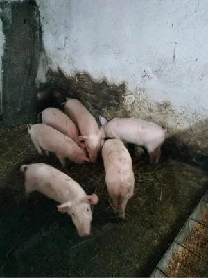 Purcei Landras - imagine 2