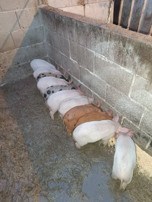 Vând porci de 6 săptămâni 500 de lei bucata 