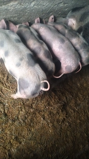 Vând 5 purcei    - imagine 3