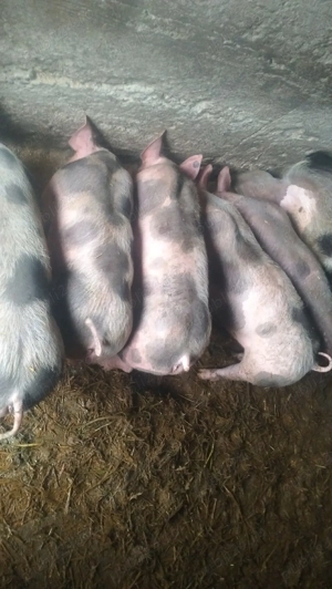 Vând 5 purcei    - imagine 2