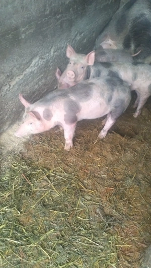 Vând 5 purcei    - imagine 4