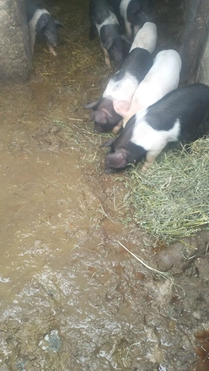 Vând 11 purcei  - imagine 3