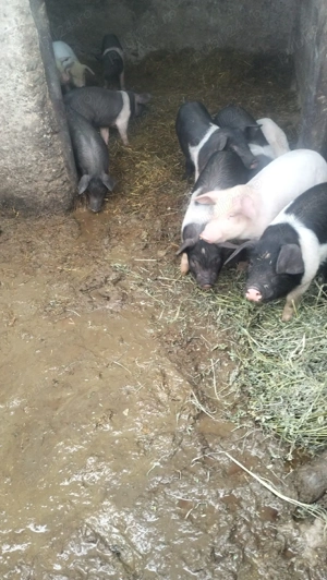 Vând 11 purcei  - imagine 2