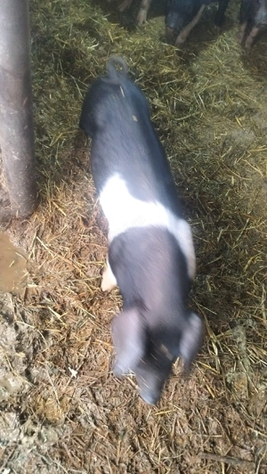 Vând 11 purcei  - imagine 4