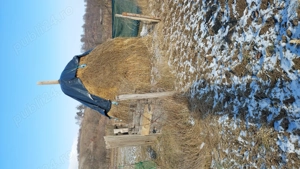 vand fan din gradina 