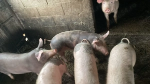 Vând porci între 60-70 kg - imagine 2