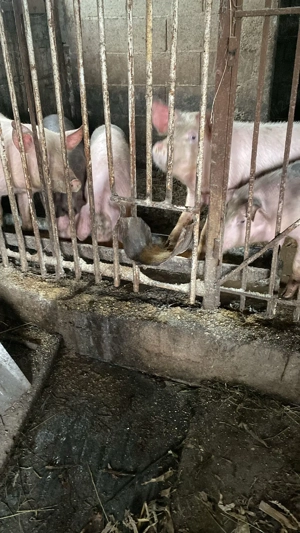 Vând porci între 60-70 kg - imagine 3