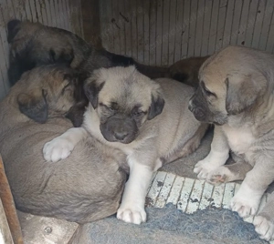 Pui ciobanesc Asia Centrala 1,5 luni femela